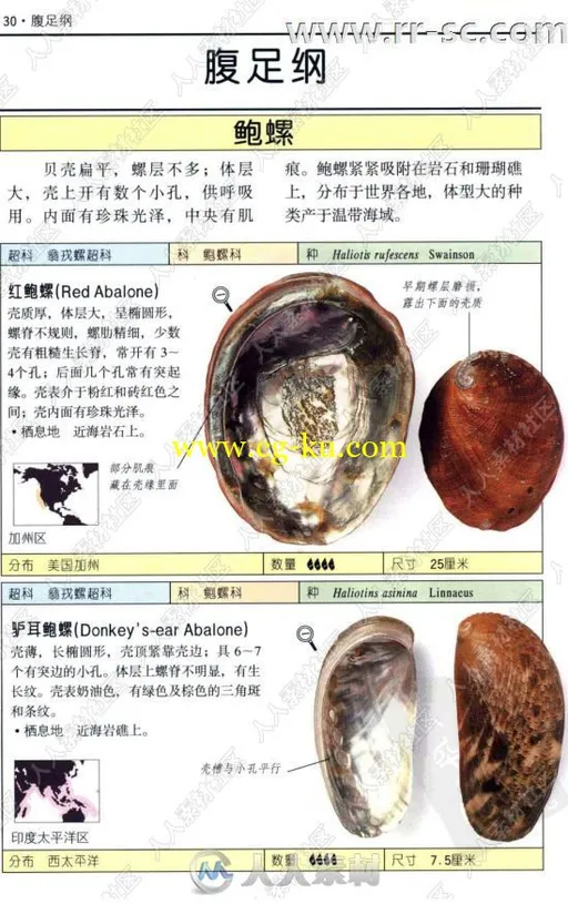 全世界500多种贝壳彩色图鉴书籍杂志的图片5