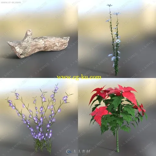 多样美丽野生绿色植物花草3D模型的图片11