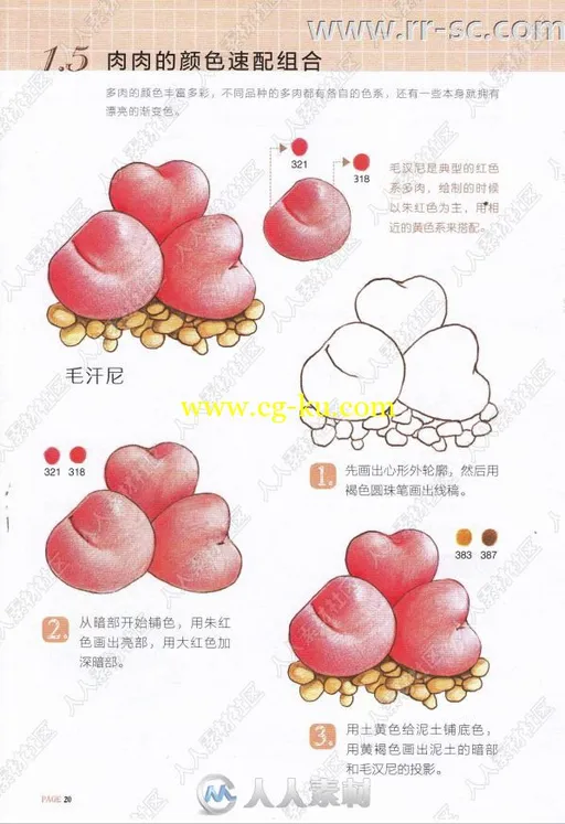 彩色铅笔手绘不同品种多肉书籍杂志的图片5