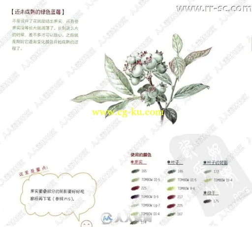 清新花草美味果实彩色铅笔自然彩绘书籍杂志的图片2