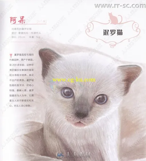 33只萌猫彩色铅笔图绘书籍杂志的图片3