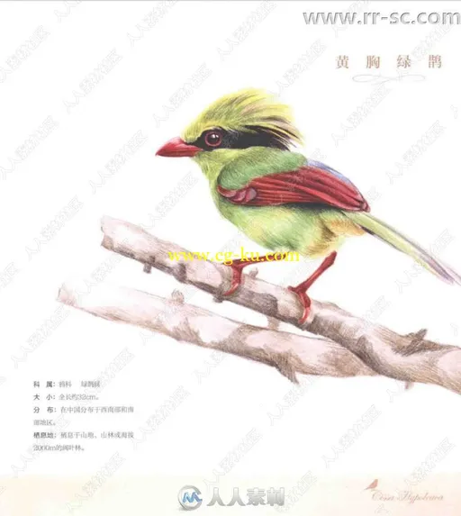 36种中国鸟彩色铅笔图绘书籍杂志的图片2
