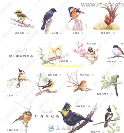 36种中国鸟彩色铅笔图绘书籍杂志的图片3