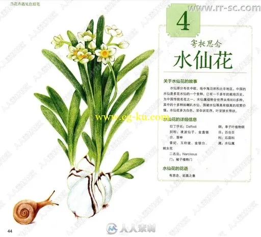 彩色铅笔各种花卉手绘书籍杂志的图片2