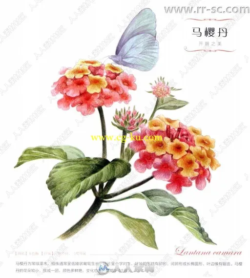 38种花自然美丽图绘书籍杂志的图片2