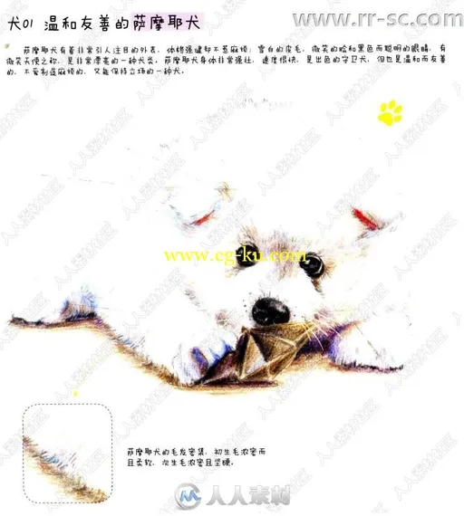 31种可爱狗狗彩色铅笔图绘书籍杂志的图片2