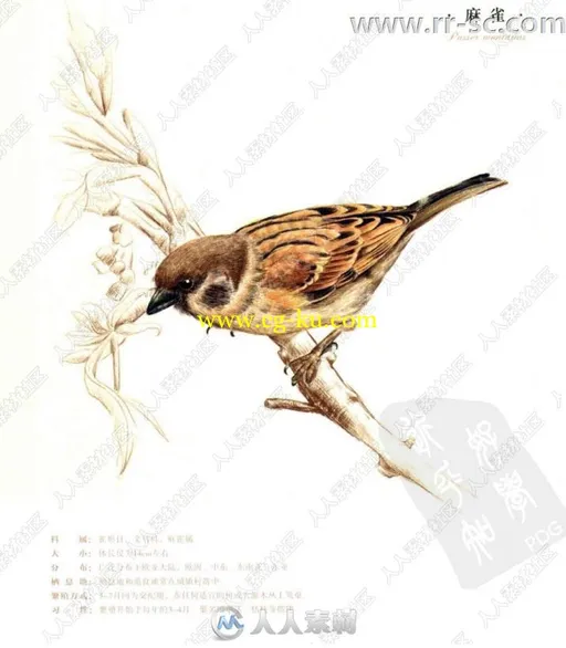 38种鸟彩色铅笔图绘书籍杂志的图片2