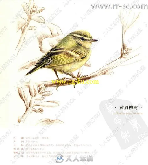 38种鸟彩色铅笔图绘书籍杂志的图片3