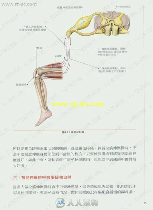 艺用解剖学酸痛拉筋解剖书书籍杂志的图片3