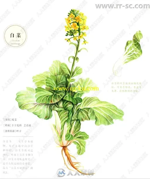 32种最美蔬菜彩色铅笔图绘书籍杂志的图片2