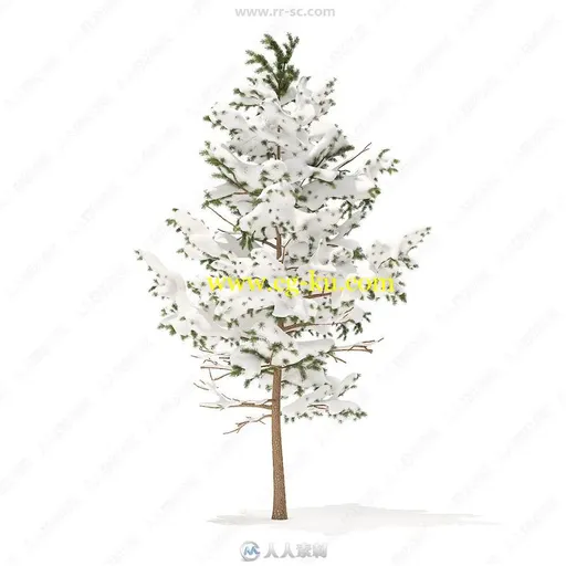 52组冬季云杉冷杉松树等积雪覆盖针叶树3D模型合集 CGAxis第98期的图片2