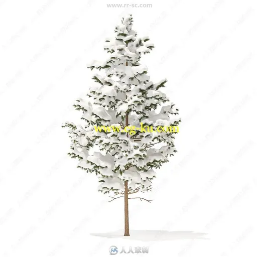 52组冬季云杉冷杉松树等积雪覆盖针叶树3D模型合集 CGAxis第98期的图片3