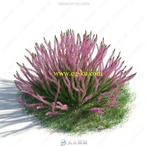 54组花草植物3D模型合集 Evermotion第183季的图片1