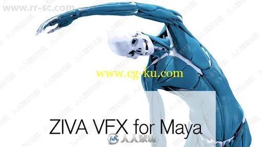 Ziva Dynamics Ziva VFX骨骼肌肉运动模拟Maya插件V1.5版的图片1