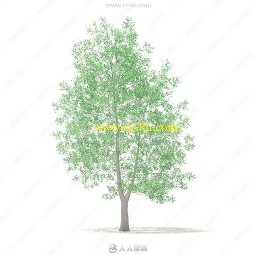 54组冬季夏季落叶树3D模型合集 CGAxis第100季的图片2