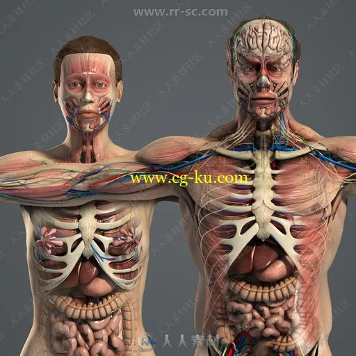 超精细男性女性人体解剖3D模型合集的图片1