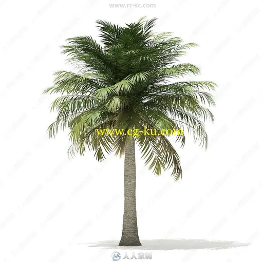 70组高精度棕榈树植物3D模型合集 CGAxis第110期的图片2