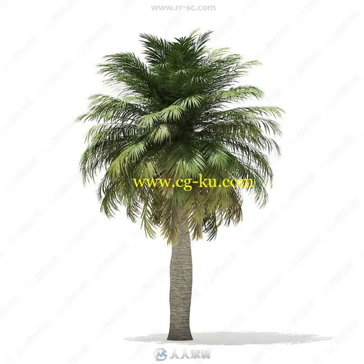 70组高精度棕榈树植物3D模型合集 CGAxis第110期的图片3