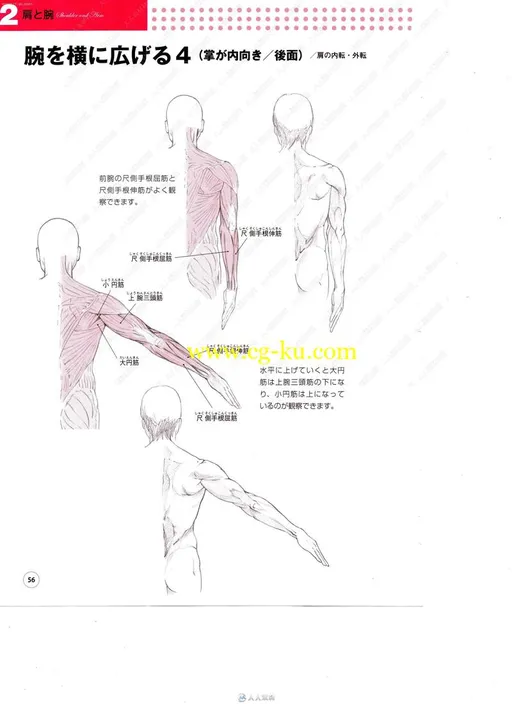 头部四肢躯干人体肌肉骨骼对比透视详解图书籍杂志的图片2