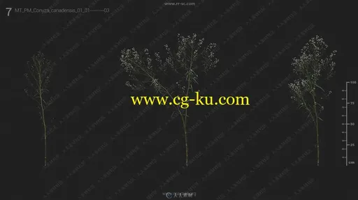 Maxtree出品草木植物3D模型Vol.12合集的图片3