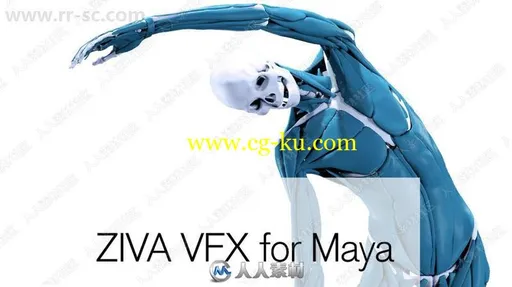 Ziva Dynamics Ziva VFX骨骼肌肉运动模拟Maya插件V1.6版的图片1