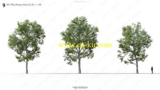 Maxtree出品草木植物3D模型Vol.16合集的图片3