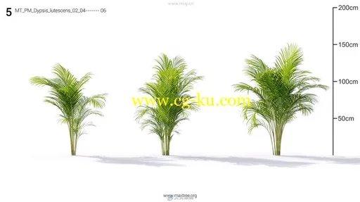 Maxtree出品草木植物3D模型Vol.19合集的图片3