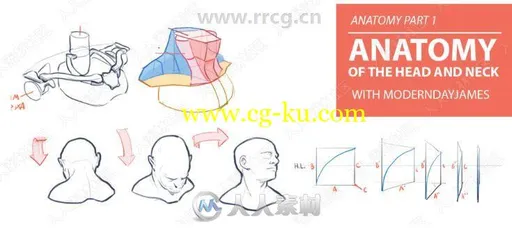 头颈躯干骨骼肌肉人体解剖学原理解析视频教程的图片1