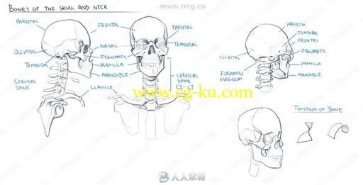 头颈躯干骨骼肌肉人体解剖学原理解析视频教程的图片3