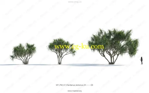 Maxtree出品草木植物3D模型Vol.7合集的图片5