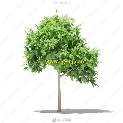 60组高精度果树植物3D模型合集 CGAxis第105期的图片2