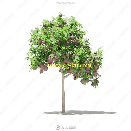 60组高精度果树植物3D模型合集 CGAxis第105期的图片3