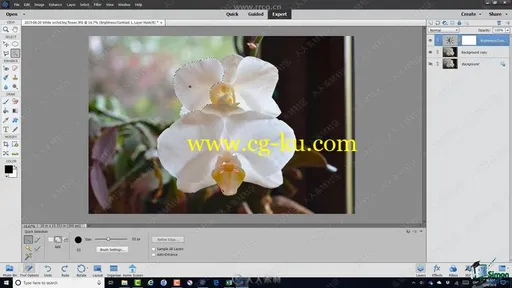 Photoshop Elements 2019基础核心技能训练视频教程的图片2