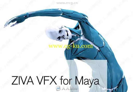 Ziva Dynamics Ziva VFX骨骼肌肉运动模拟Maya插件V1.8版的图片1