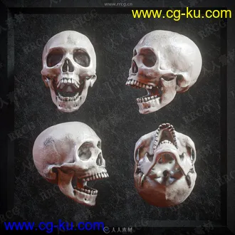 5组骷髅头部人类骨骼雕刻3D模型合集的图片3