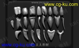24组Zbrush牙齿雕刻3D模型与笔刷合集的图片2