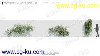 93组高精度草木植物3D模型Vol.37合集的图片2