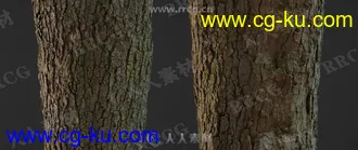 36组4K高精度树木树皮PBR纹理贴图合集第一季的图片1