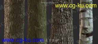 36组4K高精度树木树皮PBR纹理贴图合集第一季的图片2