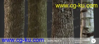 36组4K高精度树木树皮PBR纹理贴图合集第一季的图片3