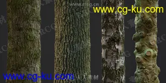 32组4K高精度树木树皮PBR纹理贴图合集第二季的图片1