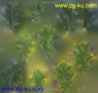 26组照片扫描自然植物树叶4K高精度纹理合集的图片1