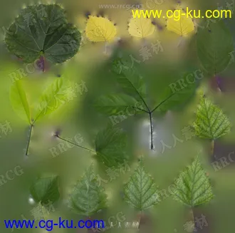 26组照片扫描自然植物树叶4K高精度纹理合集的图片2