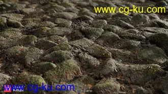 60组4K8K高精度森林藓岩石树叶蘑菇等扫描纹理贴图合集的图片3
