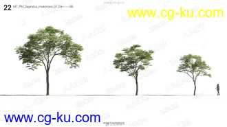 69组高精度树木草木植物3D模型合集的图片2