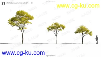 69组高精度树木草木植物3D模型合集的图片3
