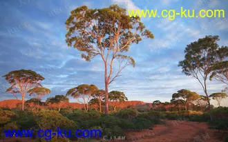 44组高品质澳大利亚特有植物树木相关3D模型合集 Evermotion Archmodels第238季的图片2