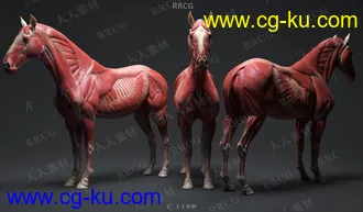 超精细马匹骏马骨骼与肌肉结构解剖学雕刻3D模型的图片1