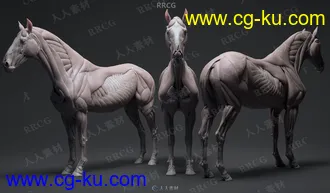 超精细马匹骏马骨骼与肌肉结构解剖学雕刻3D模型的图片2