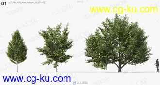 60组高质量杨树椴树柞木等树木植物3D模型合集的图片1